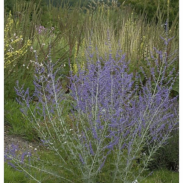 Blauraute Blue Steel 40-60cm - Perovskia abrotanoides günstig online kaufen