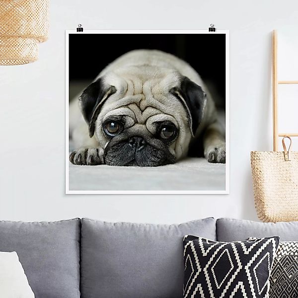 Poster - Quadrat Pug Loves You günstig online kaufen