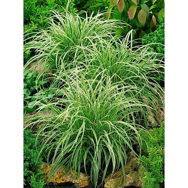 Carex Morrowii Silver Sceptre Japan-Segge Grün-Weiß 2 Liter Container günstig online kaufen