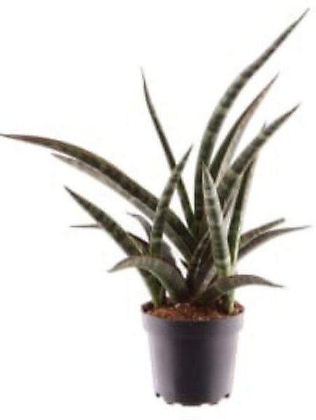 meinvipshop Zimmerpflanze Sansevieria trifasciata Megan 35cm Zimmerpflanze günstig online kaufen