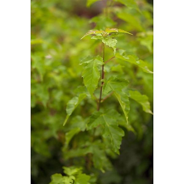 Acer Ginnala Feuerahorn 100–125 cm Leuchtend Rot günstig online kaufen