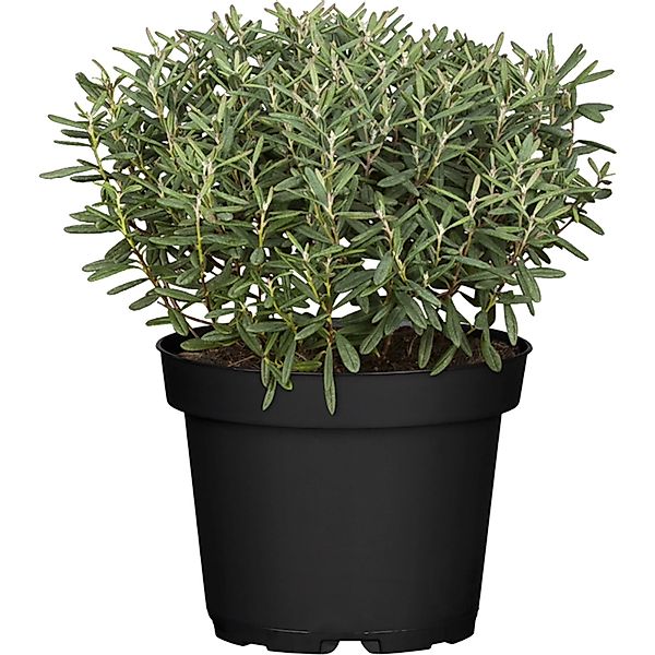 OBI Strauchveronika Green Globe Höhe ca. 5 - 10 cm Topf ca. 1 l Hebe günstig online kaufen