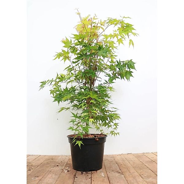Acer Palmatum Sangokaku Japanischer Ahorn Leuchtend Rot 40–50 cm günstig online kaufen