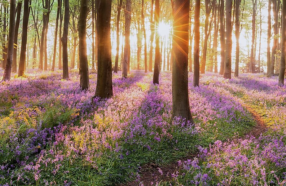 Papermoon Fototapete VLIES-Tapete Premium "Sonnenaufgang im günstig online kaufen