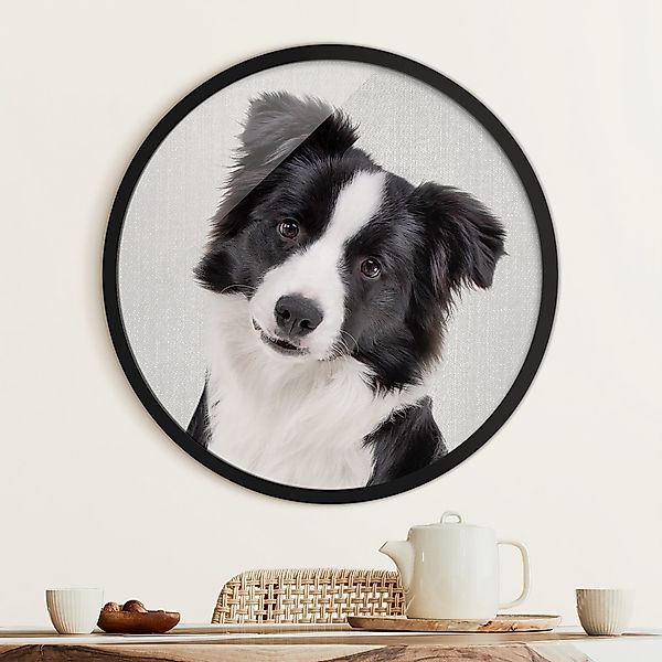 Rundes Bild mit Rahmen Bordercollie Benni günstig online kaufen