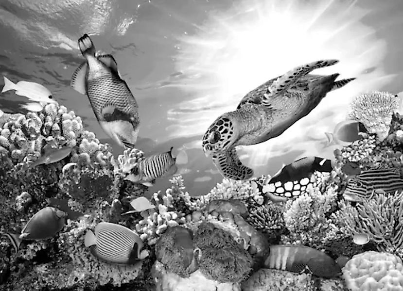 Papermoon Fototapete »Korallenriff Schwarz & Weiß« günstig online kaufen