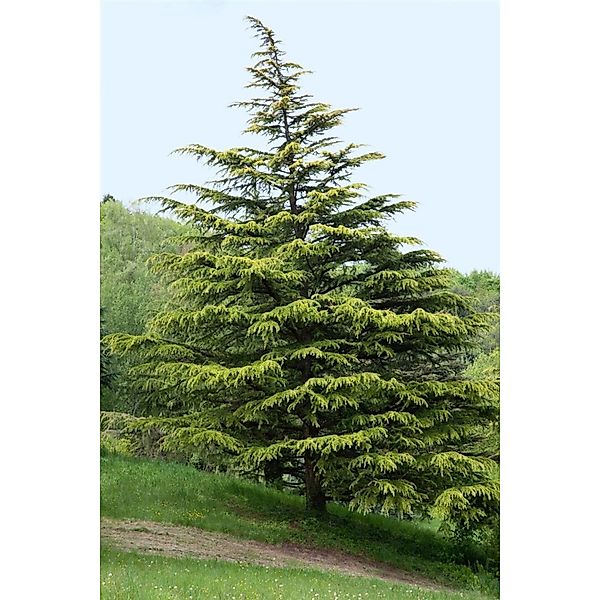 Cedrus Deodara Aurea Himalaya-Zeder Goldgelb 125–150 cm günstig online kaufen
