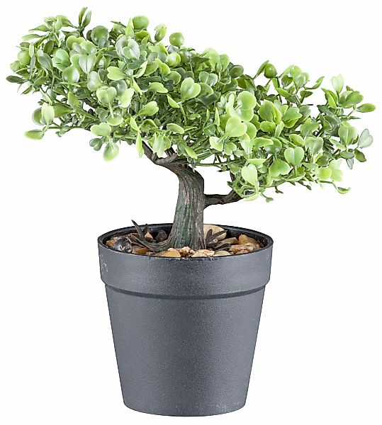 Creativ green Kunstbonsai "Bonsai Buchsbaum und Teeblatt" mit 2 Ausführunge günstig online kaufen