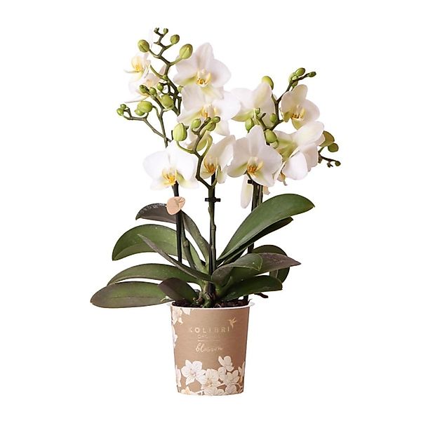 Kolibri Orchids Weiße Phalaenopsis Orchidee Lausanne Topfgröße 9cm günstig online kaufen