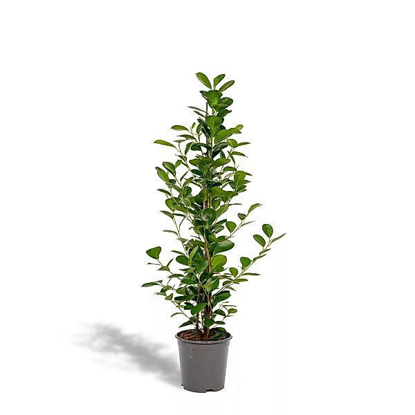 Hello Plants | Ficus Microcarpa Moclame günstig online kaufen
