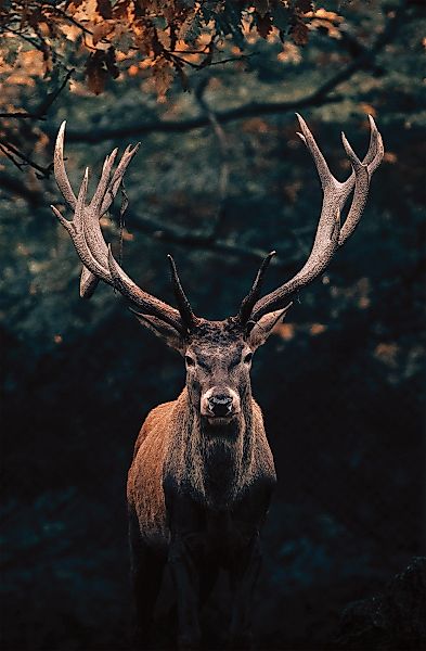 Bönninghoff Leinwandbild Hirsch 1 Stk. tlg. BxH: 118x78 cm günstig online kaufen