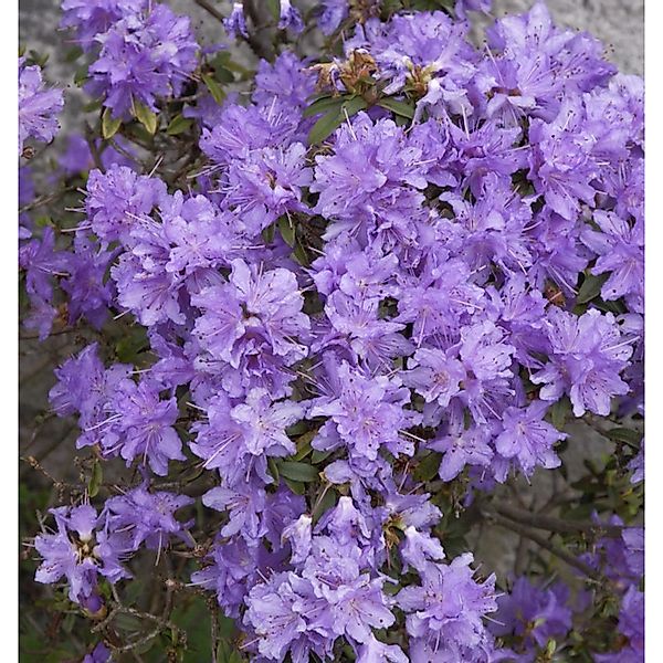 Zwerg Rhododendron Blumeria 20-25cm - Rhododendron impeditum - Zwerg Alpenr günstig online kaufen