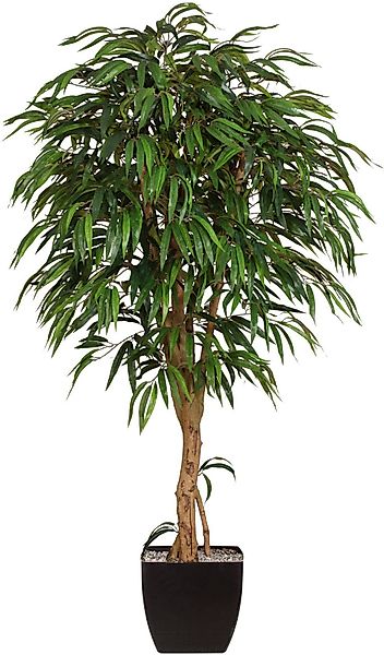 Kunstpflanze Weeping-Ficus, Creativ green, Höhe 180 günstig online kaufen
