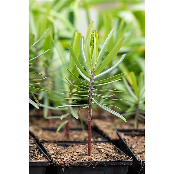 Euphorbia Lathyris Kreuzblättrige Wolfsmilch Ca 11x11 cm Topf günstig online kaufen