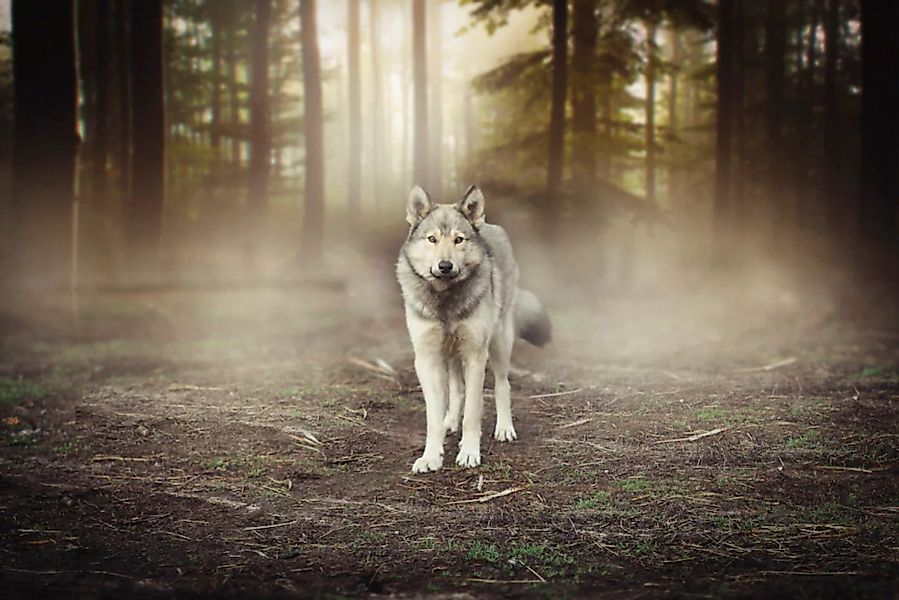 Papermoon Fototapete »Wolf im Wald« günstig online kaufen