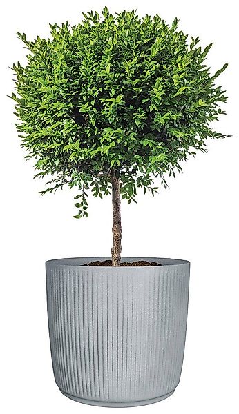 Scheurich Pflanzkübel 47/259 Linetto, dickwandiger Topf günstig online kaufen