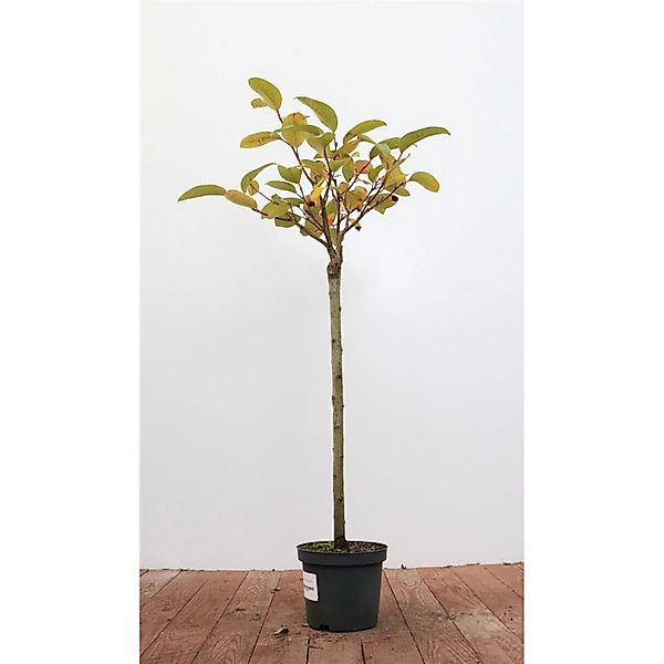 Salix Moupinensis 60 cm Stammhöhe Dekorativ günstig online kaufen