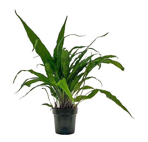 Aquaone Wasserpflanze Mutterpflanze Aquarium Pflanze Microsorum pteropus Nr günstig online kaufen