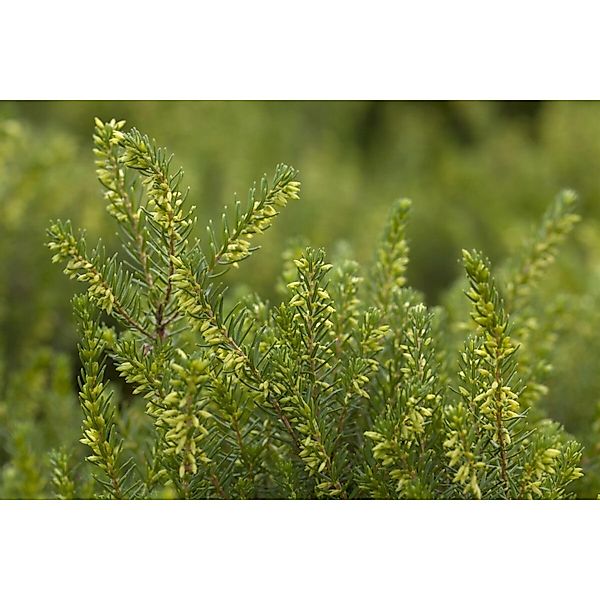 Erica X Darleyensis White Perfection Winterheide 15-20 cm günstig online kaufen