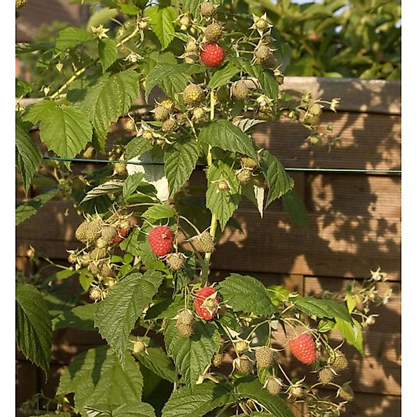 Himbeere Himbo Top - Rubus idaeus günstig online kaufen