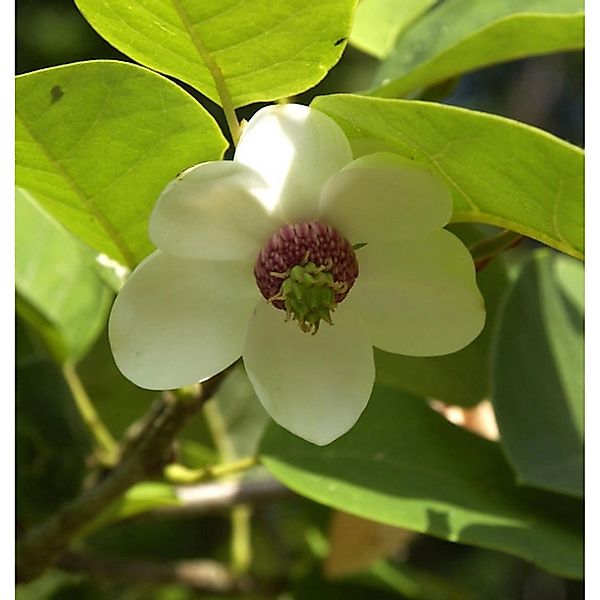 Sommer Magnolie 60-80cm - Magnolia sieboldii günstig online kaufen