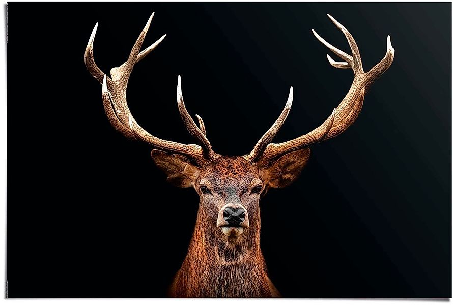 Reinders Poster "Hirsch" günstig online kaufen