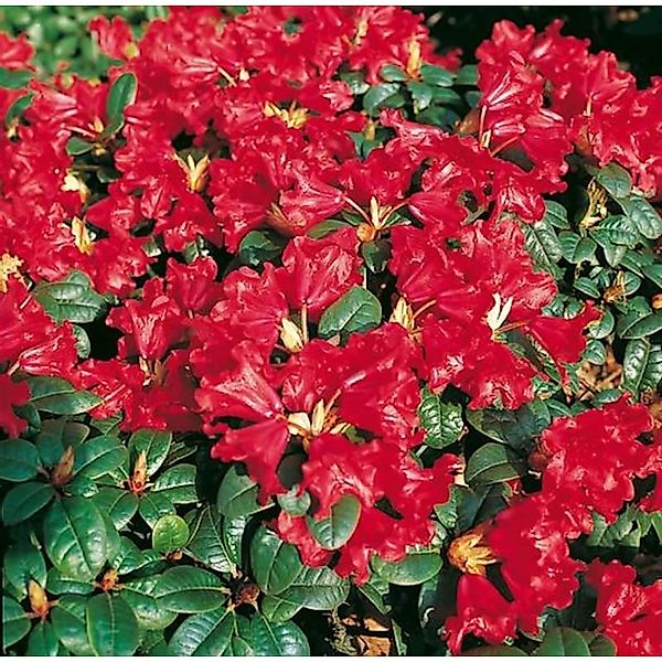 Zwerg Rhododendron Scarlet Wonder 20-25cm - Rhododendron repens - Zwerg Alp günstig online kaufen