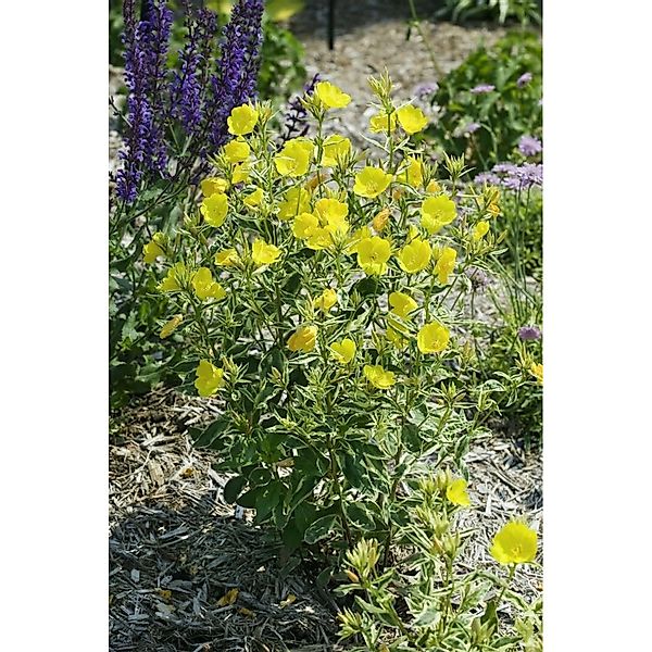 Oenothera Tetragona Schmalblättrige Nachtkerze Ca. 9x9 cm Topf günstig online kaufen