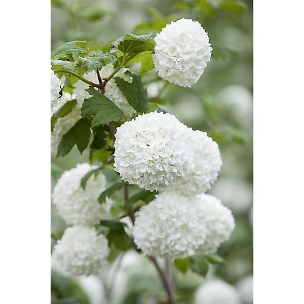 Viburnum Opulus Roseum Schneeball Weiß-Rosa Blüten 30–40 cm günstig online kaufen