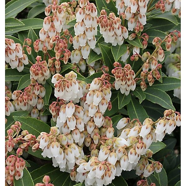 Schattenglöckchen Lavendelheide Forest Flame 60-80cm - Pieris japonica günstig online kaufen