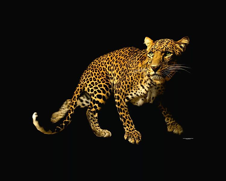 Fototapete "Leopard" 4,00x2,50 m / Glattvlies Perlmutt günstig online kaufen