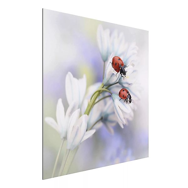 Alu-Dibond Bild Blumen - Quadrat Marienkäfer Paar günstig online kaufen
