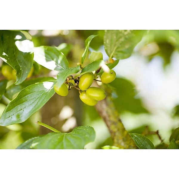 Cornus Mas Jolico Kornelkirsche Gelbe Blüten 60–80 Cm günstig online kaufen