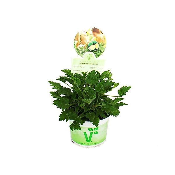 Exotenherz Duftgeranie Limone Pelargonia Odorata Hybrid 12cm Topf günstig online kaufen