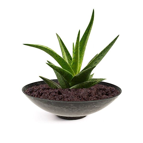 matches21 HOME & HOBBY Blumentopf Pflanzschalen günstig online kaufen