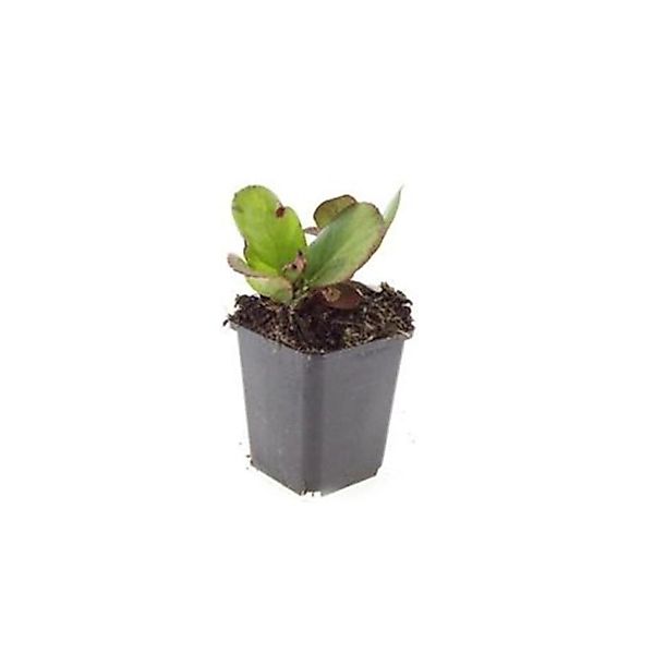 Exotenherz Bodendecker Staude Bergenie Bergenia Cordifolia Herbstblüte 9cm günstig online kaufen
