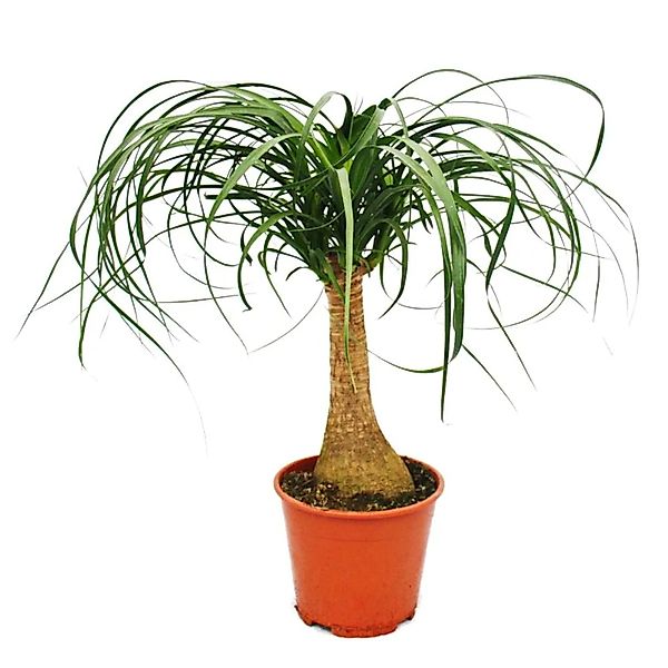 Exotenherz Zimmerpflanze Elefantenfuss - Zimmerpflanze - ca. 35cm günstig online kaufen