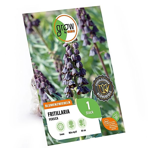 GROW by OBI Kaiserkrone persica Purple 1 Stück Fritillaria persica günstig online kaufen
