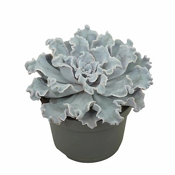 Exotenherz Gekräuseltes Rosetten Dickblatt Echeveria Crispy Beauty Pflegele günstig online kaufen