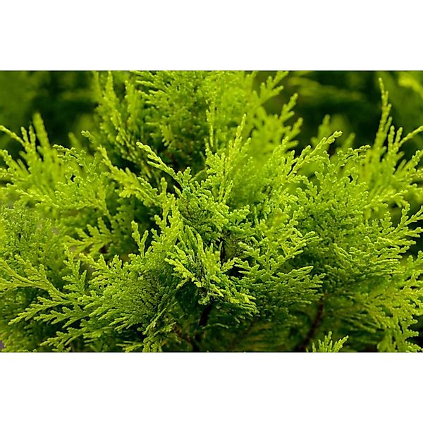 Chamaecyparis lawsoniana 'Stardust' 100-125 cm günstig online kaufen