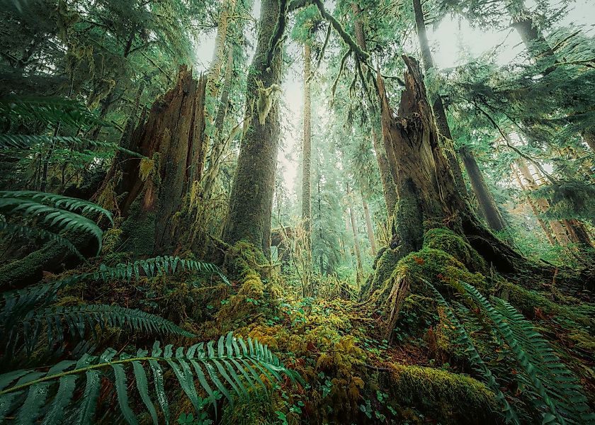 Ravensburger Puzzle power of nature, Faszinierender günstig online kaufen