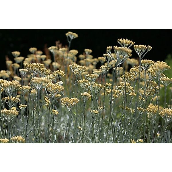 Helichrysum Italicum Silbernadel Currykraut Silbrig Ca. 9x9 cm Topf günstig online kaufen