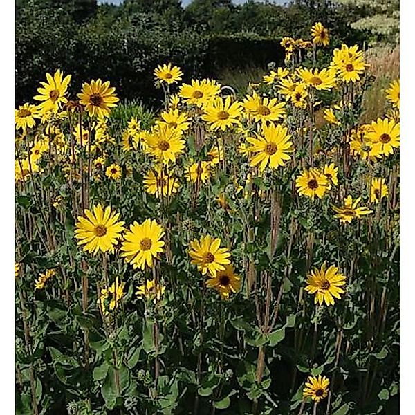 Weidenblättrige Sonnenblume Table Mountain - Helianthus salicifolius günstig online kaufen