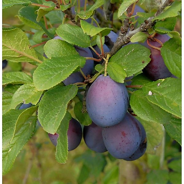 Zwetsche 60-80cm - Prunus domestica günstig online kaufen