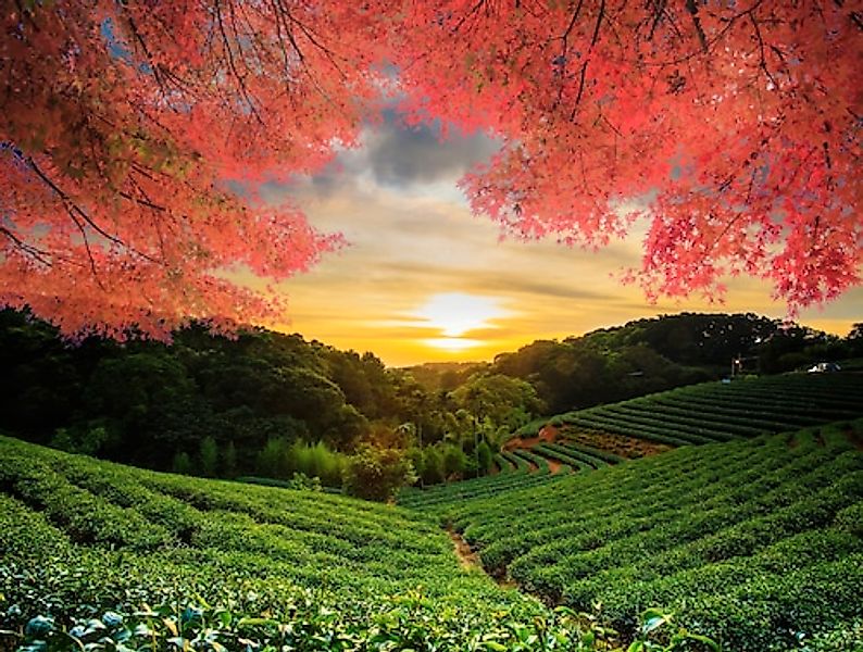 Papermoon Fototapete »TEE GARTEN-HERBST AHORN ASIEN BÄUME FELD WIESE SONNE« günstig online kaufen