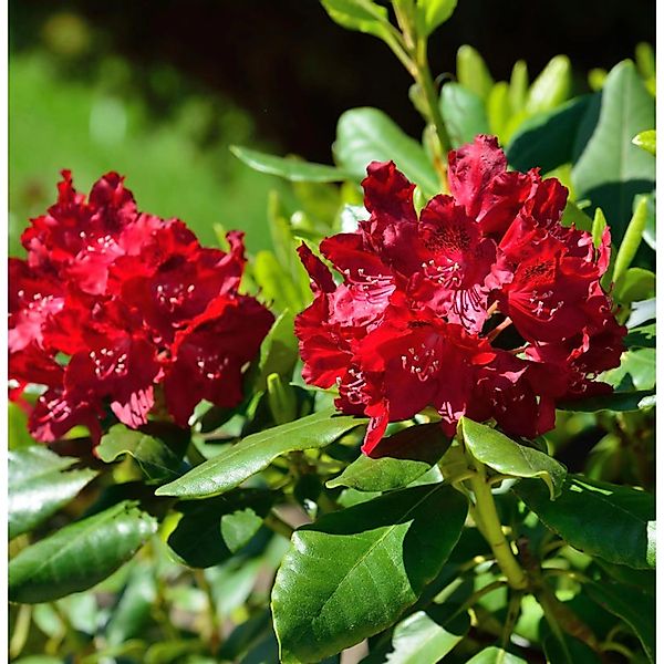 INKARHO - Großblumige Rhododendron Cherry Kiss 30-40cm - Alpenrose günstig online kaufen