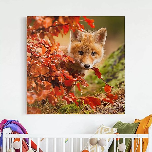 Leinwandbild Tiere - Quadrat Fuchs im Herbst günstig online kaufen