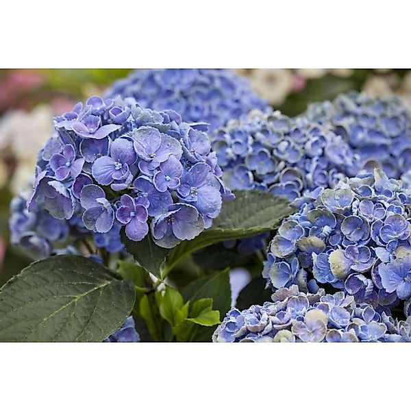 Hydrangea Mac. 'Hovaria® Hopcorn' Bauernhortensie 30-40 cm günstig online kaufen