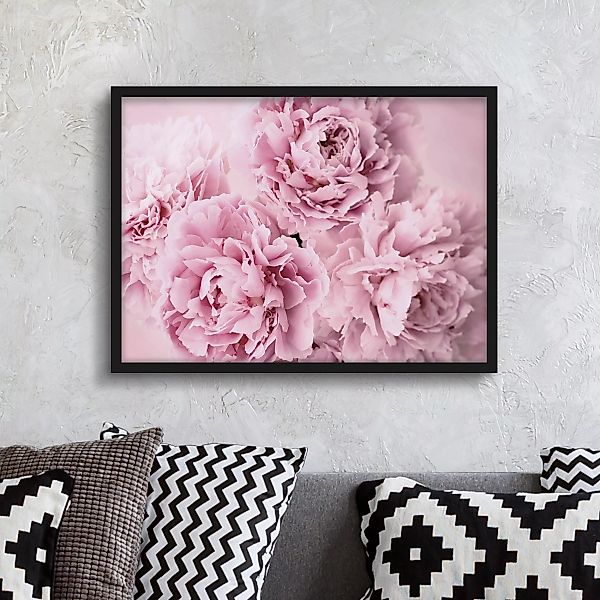 Bild mit Rahmen - Querformat Rosa Pfingstrosen günstig online kaufen