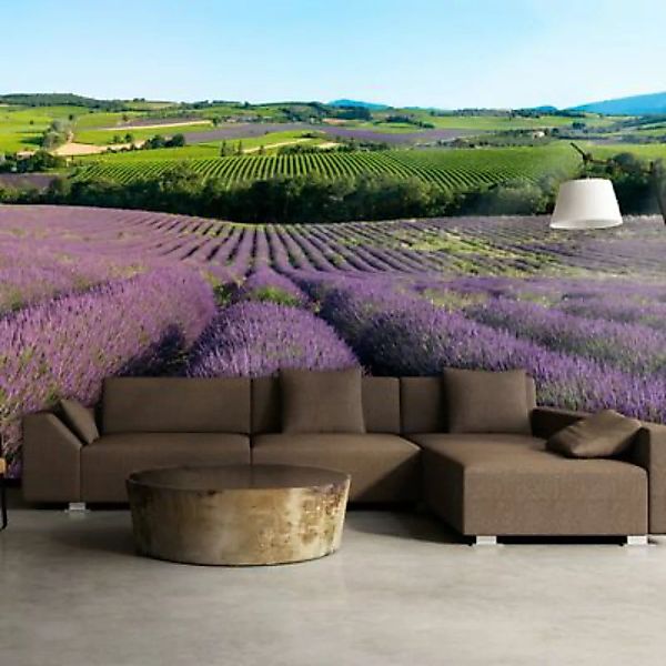 artgeist Fototapete Lavendelfelder mehrfarbig Gr. 200 x 154 günstig online kaufen